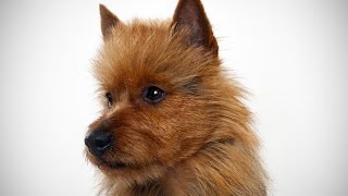 Terrier de Australia Australian Terrier  Raza de Perro [upl. by Harewood]