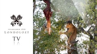 Leopard Cub Drops Hoisted Kill  Londolozi TV [upl. by Yrmac]