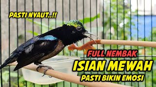 PANCINGAN KONIN GACOR FULL TONJOLAN MEWAH  99 COCOK BUAT MASTERAN KOLIBRI NINJA NEMBAK ISIAN [upl. by Hajan]