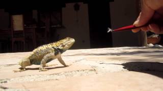 Wild Desert Spiny Lizard Loves Flies [upl. by Lugar]