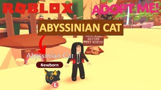 Abyssinian Cat New Desert Update  Roblox Adopt Me [upl. by Donnenfeld]