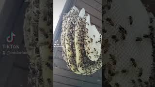 Une colonie dabeilles sest installée à lextérieur et cest plutôt rare  🐝 abeille sauvetage [upl. by Taima]