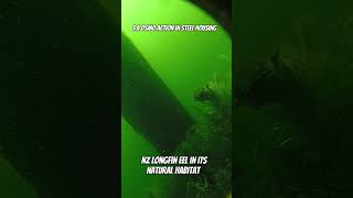 NZ Longfin Eel in its natural habit DJI Osmo Action in steel housing fish newzealand [upl. by Draner]