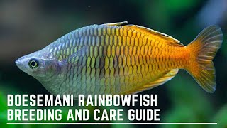 How to Successfully Keep and Breed Boesemani Rainbowfish  Melanotaenia Boesemani Care Guide [upl. by Eelnayr]