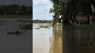 Crocodilos do pantanal [upl. by Dnaleel]