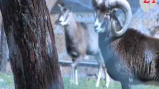 Monte Peglia falchi e altri rapaci ritornano in libertà al centro della Forestale [upl. by Kaela]