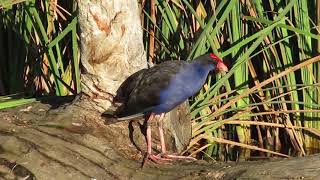 Purple Swamphen bird call YouTube [upl. by Rupert]