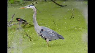 Birding at Magee Marsh Lake Erie wetlands [upl. by Ehman]