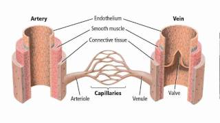 Structure of Blood Vessels [upl. by Hpesojnhoj]