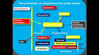 Métabolisme des proteines partie 01 [upl. by Ahsatsan]