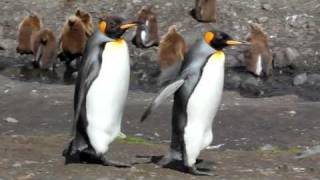 King penguins walking [upl. by Notsirk]