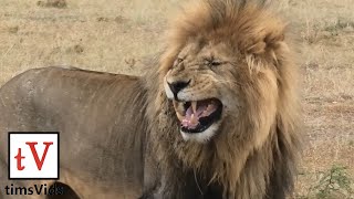 The Biggest Lion of the Masai Mara [upl. by Eenert]