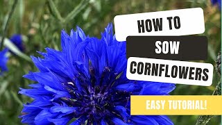 How To Grow Colourful Cornflowers From Seed [upl. by Ynney]