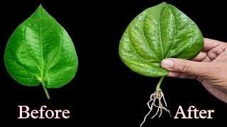 How To Grow Betel leaf Plant From Leaf [upl. by Alyakcm]