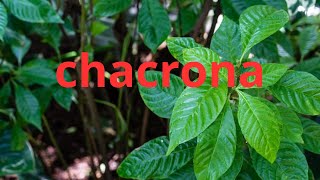 Como plantar chacrona  DMT [upl. by Ailbert729]