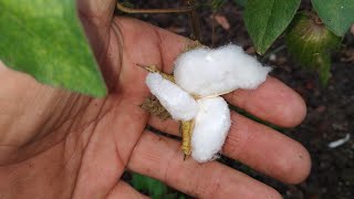 Cotton Fruit Gossypium herbaceum with edible properties [upl. by Oilla]