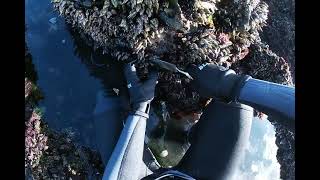 Apanha de Percebes no Norte de Portugal 🇵🇹 Harvesting Barnacles in Portugal🇵🇹 [upl. by Filiano]