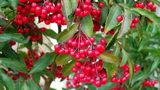 How to grow Ardisia crenataChristmas berry plant [upl. by Young]