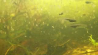 Tadpoles and water fleas  short clip straight from the camera [upl. by Dej]