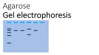 Agarose Gel Electrophoresis [upl. by Colly63]