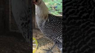 So Excited hatchery homestead backyardchickens raisingchickens rooster hen [upl. by Marys917]