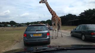 Safari Park Beekse Bergen zoo [upl. by Yevette402]