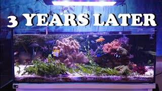 The Best Planted Aquascape I have Ever Done  Marine Macroalgae Lagoon Planted Reef 3 Year Update [upl. by Almeeta]