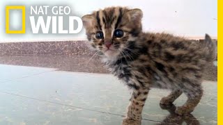 This Rescued Kitten Isnt Just Any Cat—Its a Wild Leopard Cat  Nat Geo Wild [upl. by Maretz799]