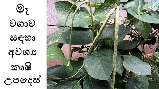 මෑ වගාව සඳහා අවශ්‍ය කෘෂි උපදෙස්  Vigna unguiculata Cultivation  ගෙවතු වගාව [upl. by Ingamar]