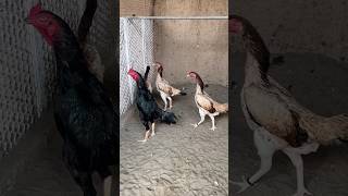 Pakko breed shortvideo aseelmurga shamoaseelrooster birds aseelshamo chickenbreed aseelshok [upl. by Keryt]