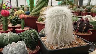 Asombroso Cultivo y Colección de CACTUS RAROS en THAILAND [upl. by Ambrosia]