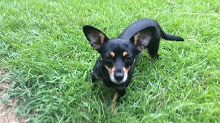 Full Grown Jack Russell Chihuahua Mix Up Close [upl. by Haseena]