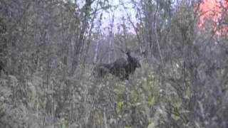 Charging Moose Hunting In Alberta with Smoky River Outfitting [upl. by Leiva]