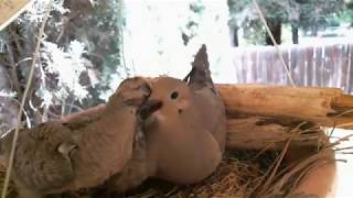 Mourning Dove Family  Part 2 Hatching and raising young [upl. by Nimesay]