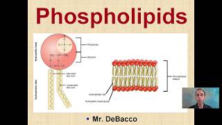 Phospholipids [upl. by Labanna]