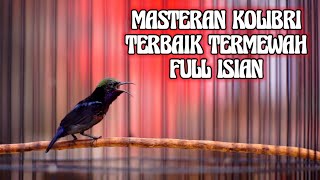 MASTERAN KOLIBRI NINJA TERBAIK FULL ISIAN DAN TEMBAKAN MEWAH COCOK BUAT PANCINGAN [upl. by Leba]