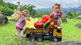 Smart Bim Bim harvests fruit for BBQ with baby monkey Obi [upl. by Joelynn786]