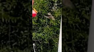 Couple of hummingbirds flying around to the hummingbird feeders [upl. by Anglim]