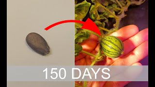 Time lapse of growing watermelon from seed in 150 days [upl. by Nodle787]