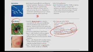 Spirochetes Lyme disease  Microbiology  24  First Aid USMLE in UrduHindi [upl. by Bein874]