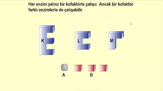 Enzim Kofaktör ilişkisi  Animasyonlu anlatım [upl. by Halian]