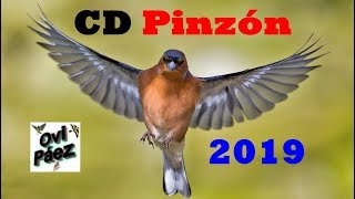 CD Pinzon Cantando 2019 [upl. by Jt98]