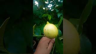 variegated lemon used as regular lemon for cocktailsdessert amp decor [upl. by Nairbal]