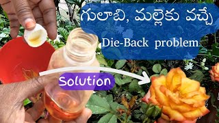 గులాబి మల్లె మొక్కలను Die back problem నుండి కాపాడాలంటే ఇలా చెయ్యండి [upl. by Notniuqal]