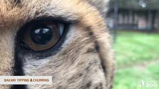 Cheetah Awareness Day  Vocalizations [upl. by Manbahs]