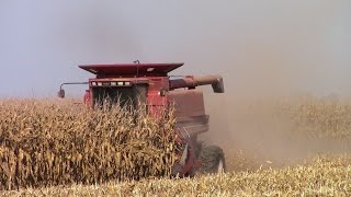 Case IH 2188 AxialFlow Combine Harvesting Corn [upl. by Orme]