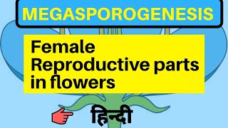 Megasporogenesis class 12 by be educated in hindi [upl. by Etta]