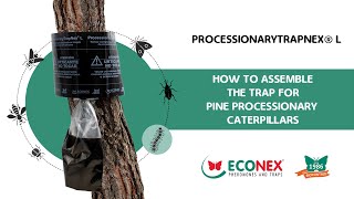 HOW TO ELIMINATE THE PINE PROCESSIONARY CATERPILLARS  ASSAMBLE PROCESSIONARYTRAPNEX® L [upl. by Rogerg]