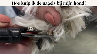 Hoe knip ik de nagels bij mijn hond  Instructievideo [upl. by Ylicec]