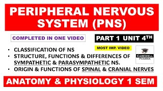 Peripheral Nervous System complete  Sympathetic Parasympathetic  Spinal and Cranial Nerves  Ch1 [upl. by Nivel]